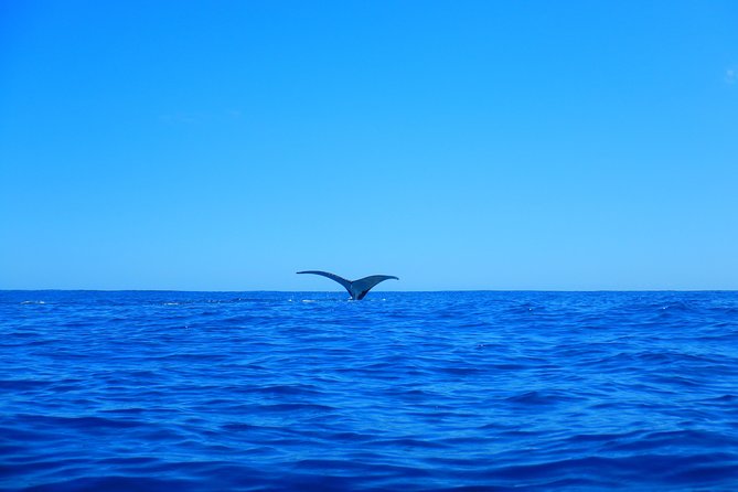 Half day whale tour 4h00 - The six-person water rule affects value