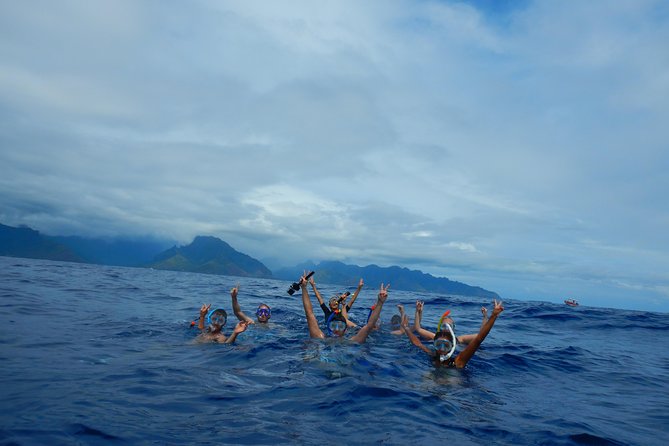 Half day whale tour 4h00 - Who should book this experience