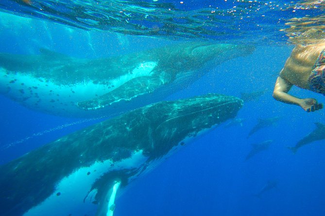 Half day whale tour 4h00 - Ōpūnohu Bay provides the practical test