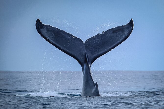 Half Day Whale Watching in a Small Shared Group - A small Tahitian boat with a very different feel