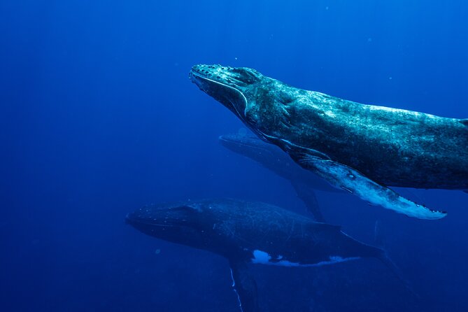 Half Day Whale Watching in a Small Shared Group - Swimming with whales requires the right expectations