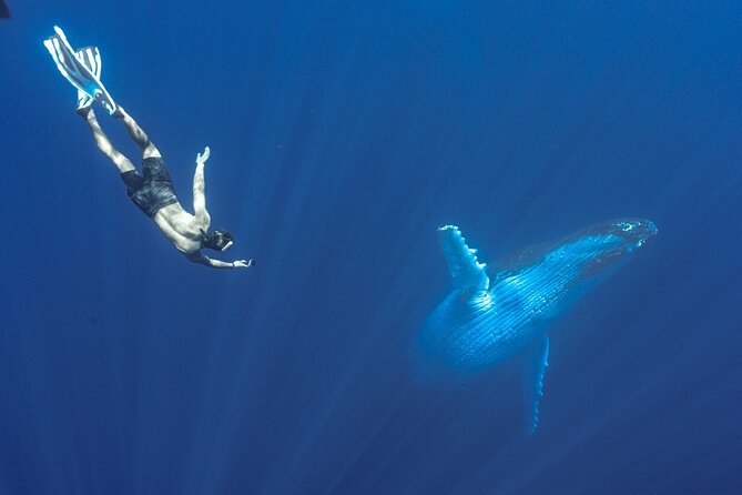 Half Day Whale Watching in a Small Shared Group - The guides are central to the experience