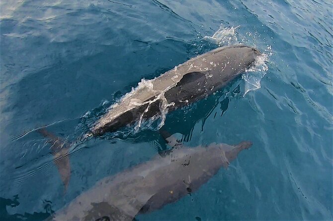 Half day whale watching - Without launch - Choosing the 3 p.m. sunset departure