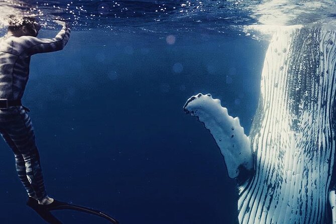 Humpback whale watching and marine life in Moorea - Three hours in Moorea’s open water