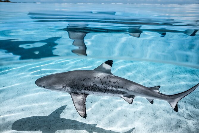 Humpback whale watching and marine life in Moorea - Moorea’s bonus wildlife can make the trip