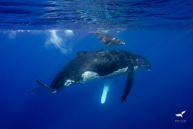Humpback whale watching and marine life in Moorea - Rough seas are the main practical drawback