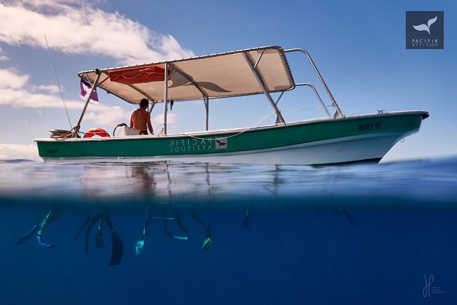 Humpback whale watching and marine life in Moorea - Is $327.95 a fair price?