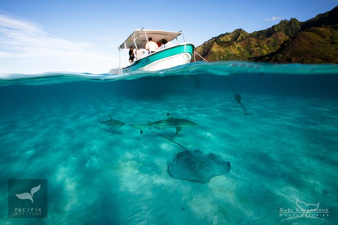 Humpback whale watching and marine life in Moorea - Who should book this Moorea outing?