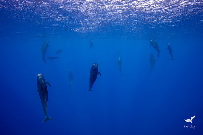 Humpback whale watching and marine life in Moorea - My practical booking advice
