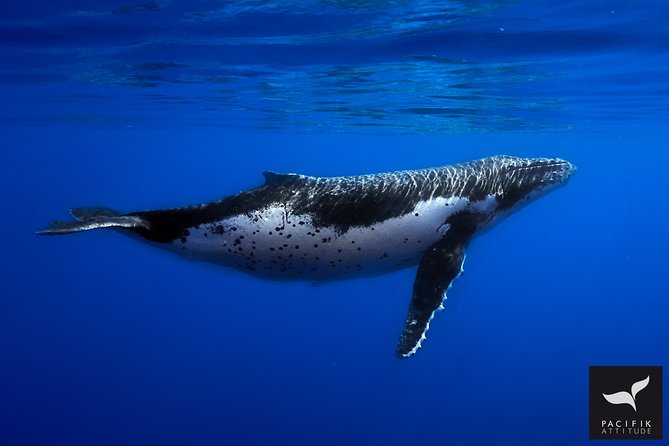 Humpback whale watching and marine life in Moorea - Searching for whales with O’Neil, Chewy, Doris, and Mata