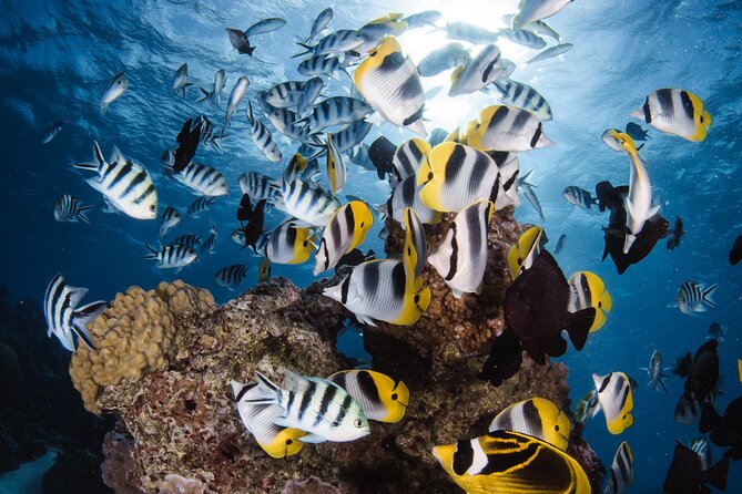 Introductory Dive in Bora Bora (afternoon) - A calm first step into Bora Bora’s underwater world