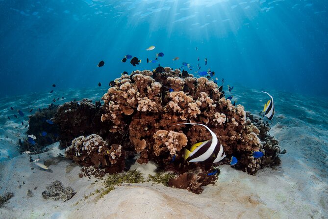 Introductory Dive in Bora Bora (afternoon) - The coral garden and tropical fish