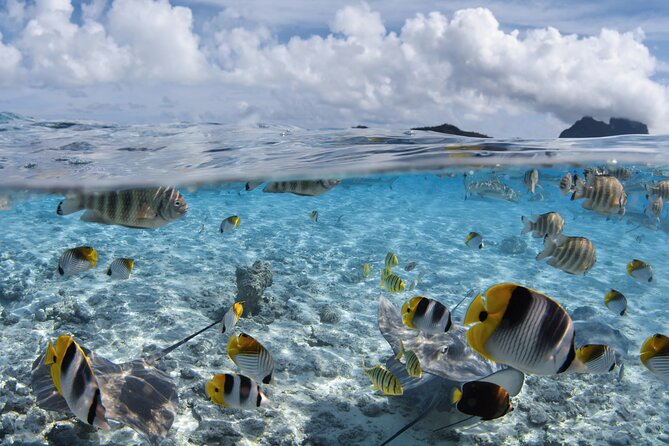 Introductory Dive in Bora Bora (afternoon) - Learning to breathe and move underwater