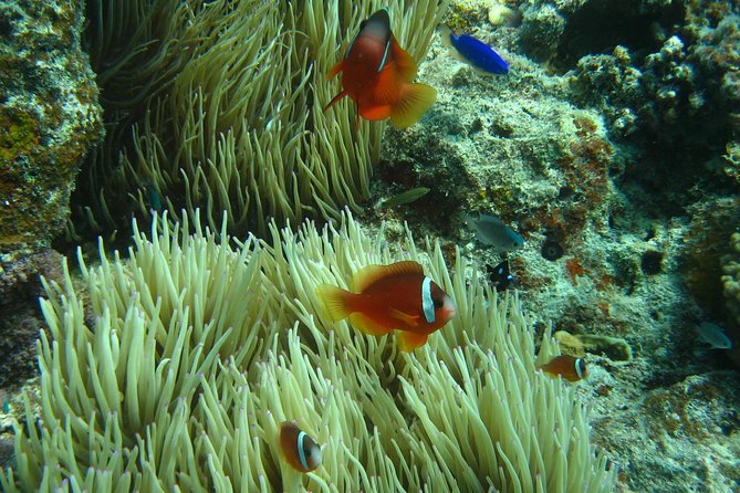 Introductory Scuba Dive experience - Whitetip Marine Adventures - Your first shallow-water scuba session