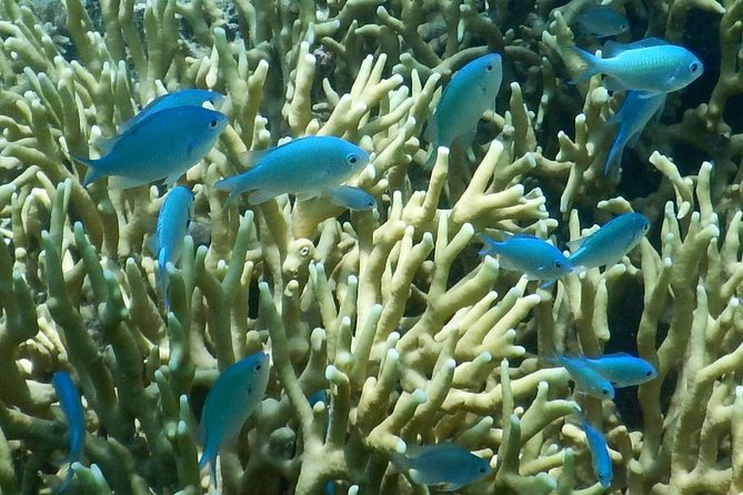 Introductory Scuba Dive experience - Whitetip Marine Adventures - How the guides handle fear and nerves