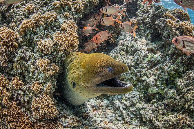 Introductory Scuba Diving Experience in Bora Bora - Coral, fish, and the value of clear water