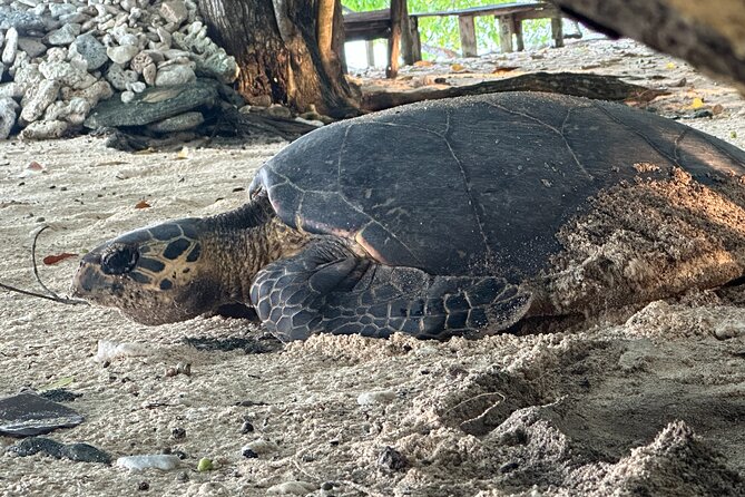 Island Day Tour Santo's Best Snorkeling Marine Sanctuary - Key points to know before you go