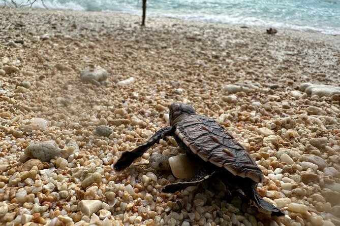 Island Day Tour Santo's Best Snorkeling Marine Sanctuary - Lunch at the island BBQ