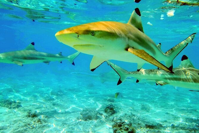 Keishi Tour Half Day Shared Excursion - A 9:00 a.m. start on Bora Bora’s blue lagoon