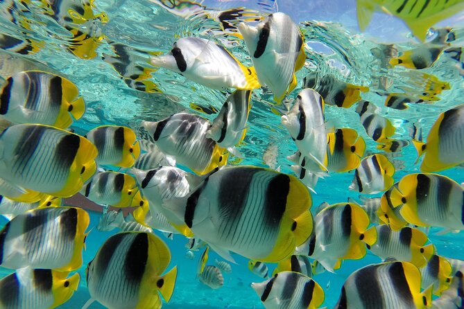 Keishi Tour Half Day Shared Excursion - Looking for manta rays in their natural habitat