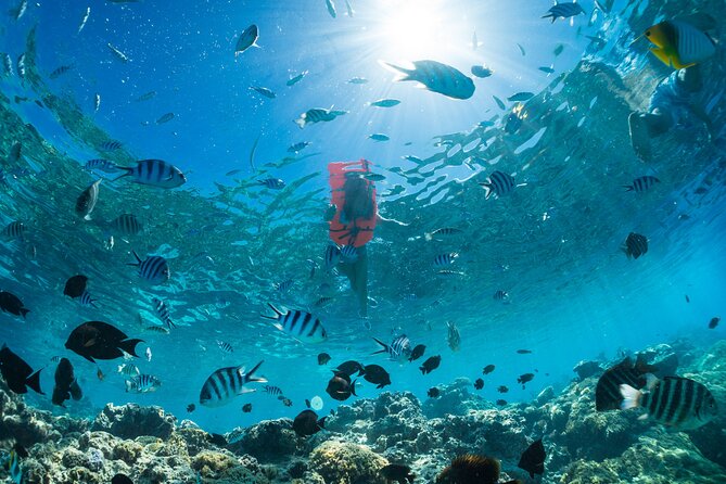 Keishi Tour Half Day Shared Excursion - Snorkeling among coral and tropical fish