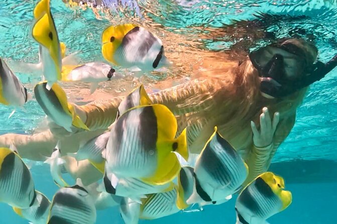 Lagoon and Marine Wildlife Tour in Moorea - Seeing Opunohu Bay from the water