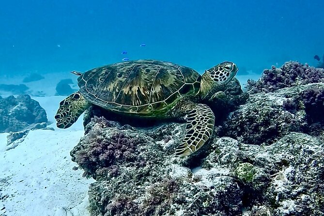Lagoon and Marine Wildlife Tour in Moorea - Is $103.24 a good value?