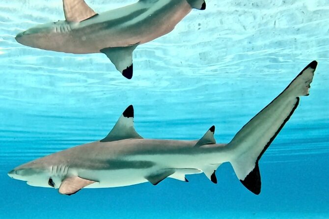Lagoon and Marine Wildlife Tour in Moorea - Who will enjoy this lagoon outing?