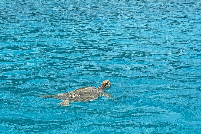 Lagoon Exploration and Snorkeling in Moorea - Coral gardens, reef fish, and underwater tiki statues