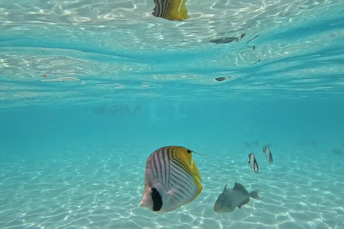 Lagoon Exploration and Snorkeling in Moorea - What the $145.76 price buys you in practical terms