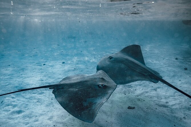 Lagoon Tour - Discover the magnificent lagoon of Moorea - Guides, safety, and comfort in the water