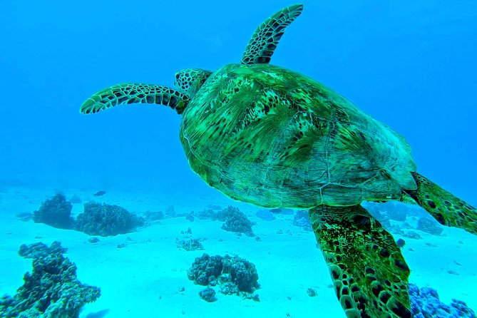 Lagoon Tour - Discover the magnificent lagoon of Moorea - Rays and blacktip sharks at the shallow sandbank