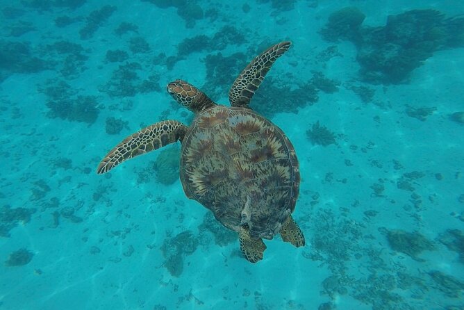 Lagoon Tour in Moorea in Small Group with Lunch - Turtles and possible leopard rays in the lagoon