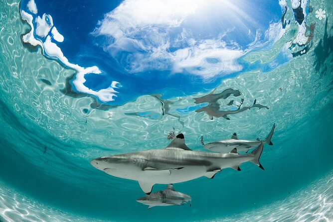 Lagoon Tour in Moorea in Small Group with Lunch - Who will get the most from this Moorea outing