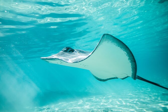 Lagoon Tour in Moorea in Small Group with Lunch - The ray and shark sandbar gets the morning moving