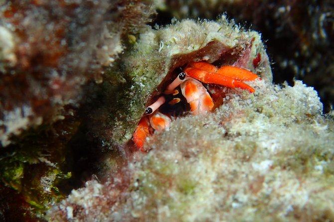 Luxury Full Day Snorkeling - Is $1,500 good value?