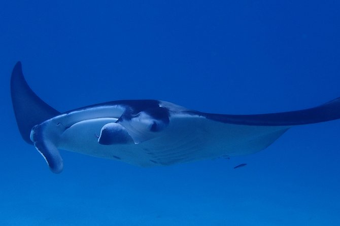 Luxury Full Day Snorkeling - Why the private format matters