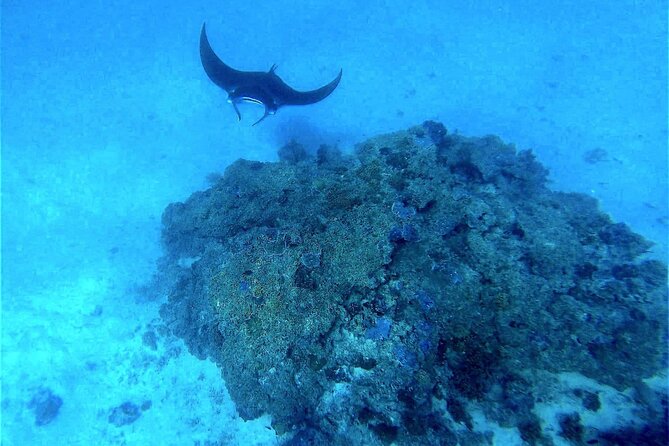 Magical Boat Tour with Underwater Cabin in Bora Bora! - What you can see through the glass