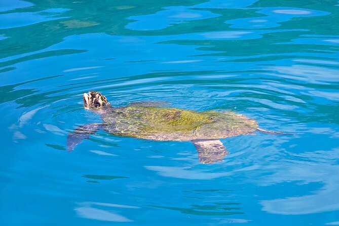 Major Tom -Sailing Day Cruise, with Snorkeling, Lunch & More! - The island beach and Mamas Market