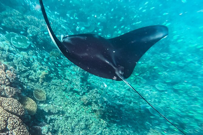 Manta Ray Experience - Leaving Port Denarau at 8:45 a.m.