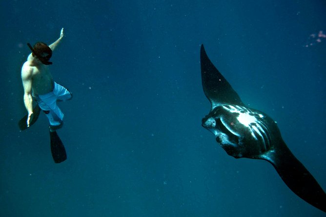 Manta Ray Experience - Why the May to October window matters