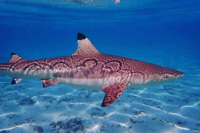 Mo'orea Half Day Private Tour with Snorkeling and Cruising the Lagoon - The west coast and a private coral garden