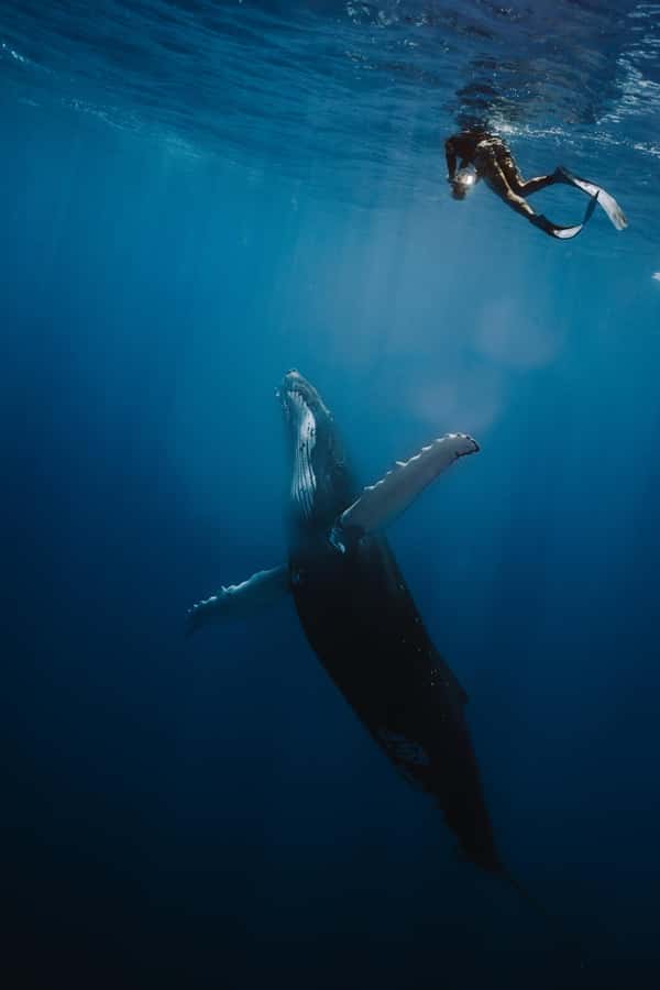 Moorea 4H Shared Boat Tour Whale Swimming and Snorkeling - Why this Moorea boat trip deserves a closer look
