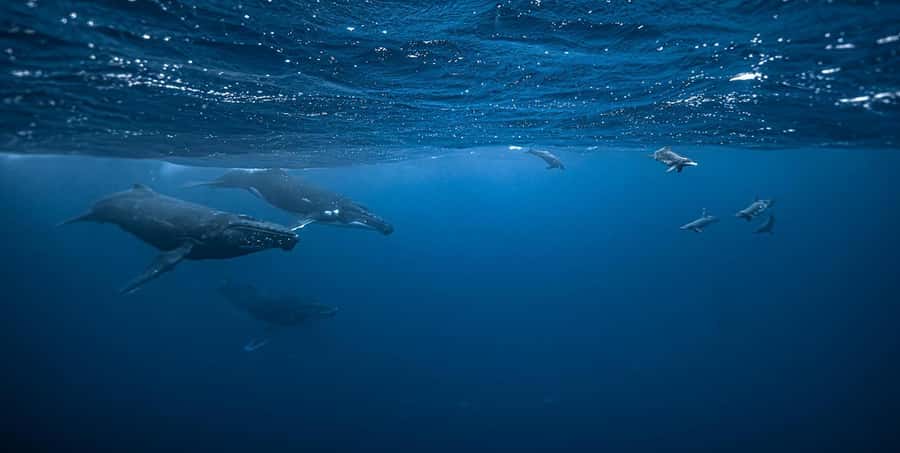 Moorea 4H Shared Boat Tour Whale Swimming and Snorkeling - The four-hour plan, from Paopao to open ocean
