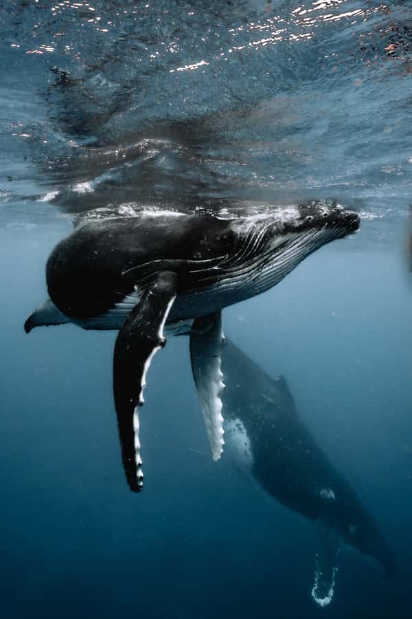 Moorea 4H Shared Boat Tour Whale Swimming and Snorkeling - Lagoon wildlife after the whales