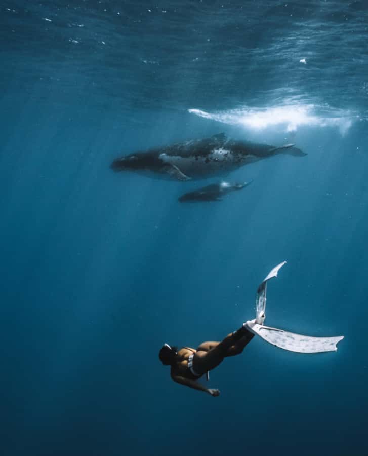 Moorea 4H Shared Boat Tour Whale Swimming and Snorkeling - How good is the $259 value?
