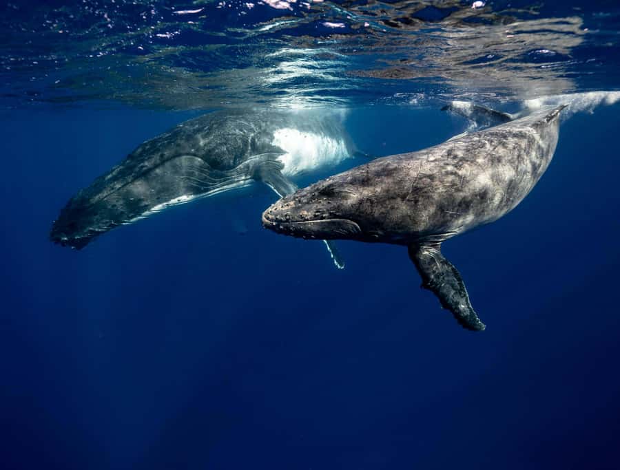 Moorea 4H Shared Boat Tour Whale Swimming and Snorkeling - Pickup details that can save you time