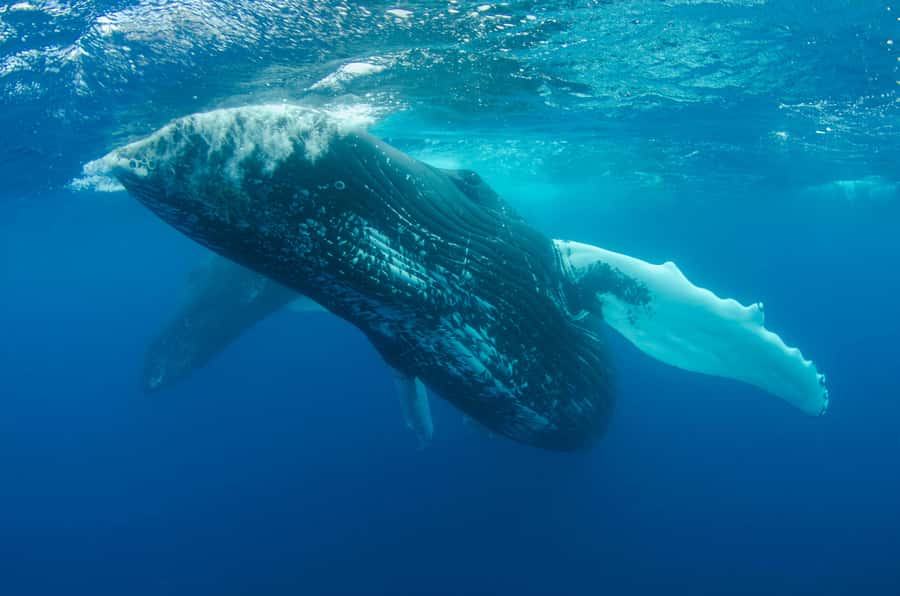 Moorea 4H Shared Boat Tour Whale Swimming and Snorkeling - Who will enjoy this most?