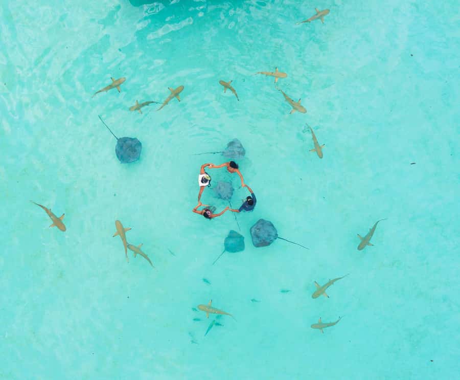 Moorea 4H Shared Boat Tour Whale Swimming and Snorkeling - Should you book the Ariki Tours whale swim?