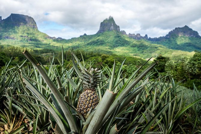Moorea 4WD Tour Inc. Belvedere, Pineapple Farm, Magic Mountain... - Tropical Garden, vanilla, and jam tasting